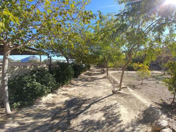 Terreno en Santa Ana, Elche, 163 Poligonoparcela