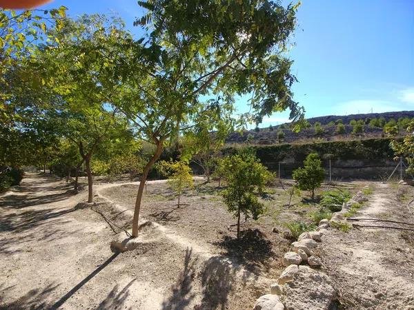 Terreno en Santa Ana, Elche, 163 Poligonoparcela