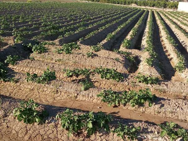 Terreno en carril de los Murcia, 5