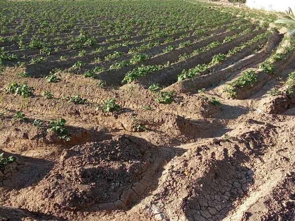 Terreno en carril de los Murcia, 5