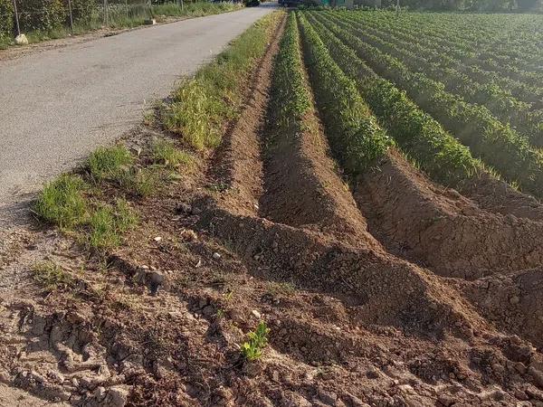 Terreno en carril de los Murcia, 5