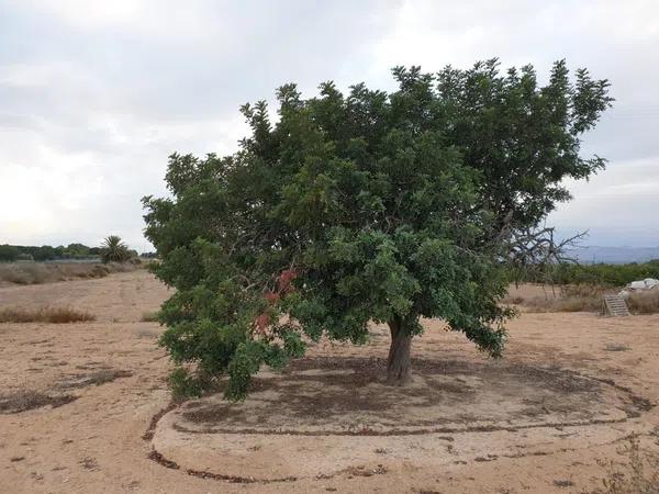 Terreno en La Marina