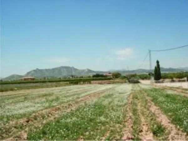 Terreno en camino Viejo de Hondón, 41 PolgonoParcela