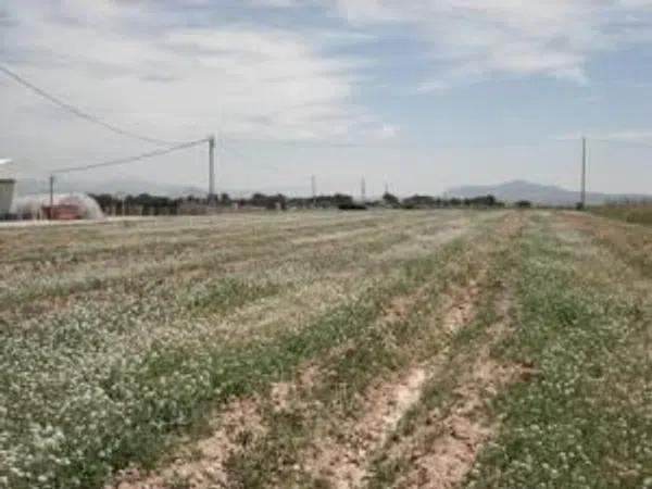 Terreno en camino Viejo de Hondón, 41 PolgonoParcela