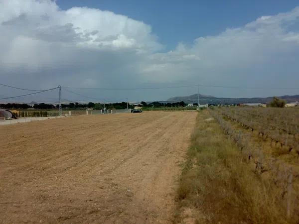 Terreno en camino Viejo de Hondón, 41 PolgonoParcela