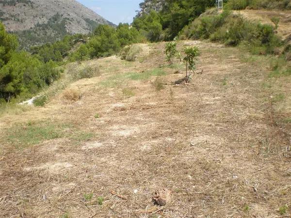 Terreno en carretera Bolulla