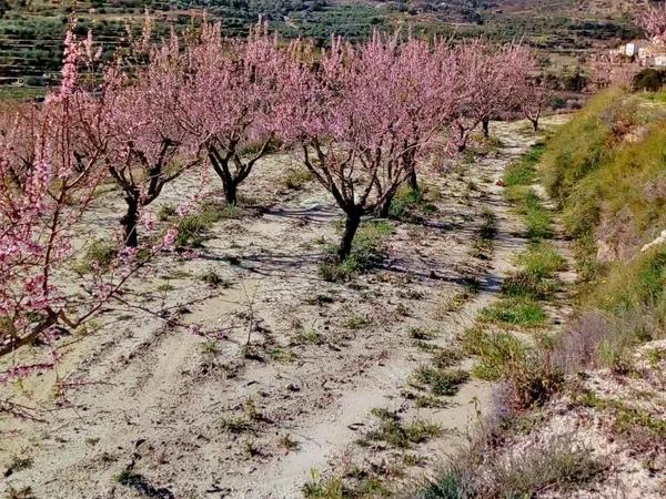 Terreno en carretera Cv-7141, km 1