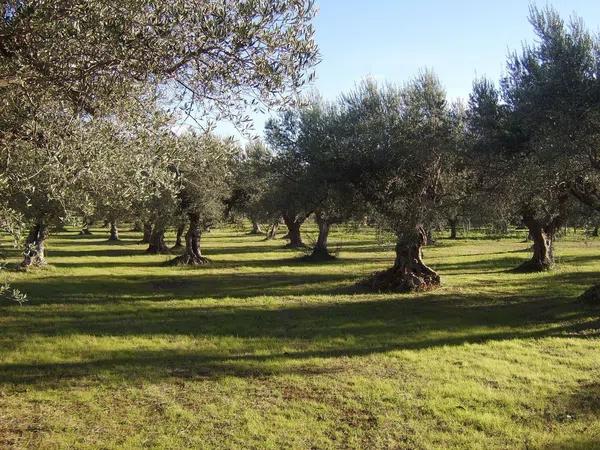 Terreno en Millena