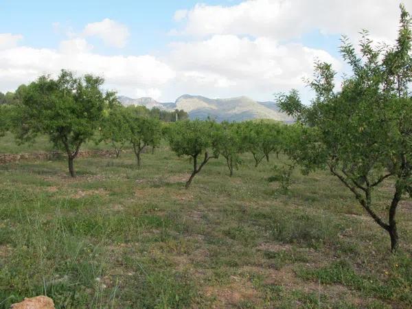 Terreno en Murla