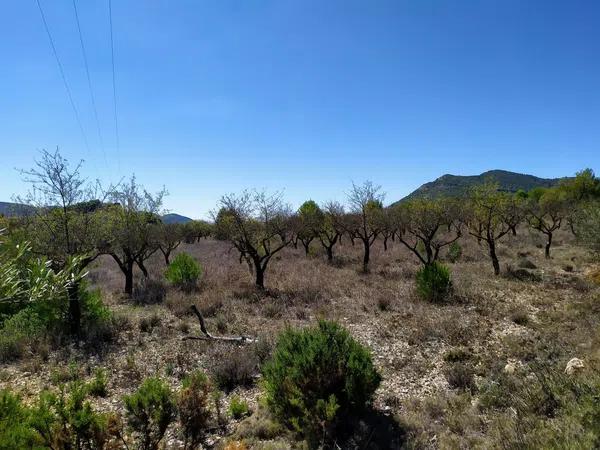 Terreno en Carrascal, 19