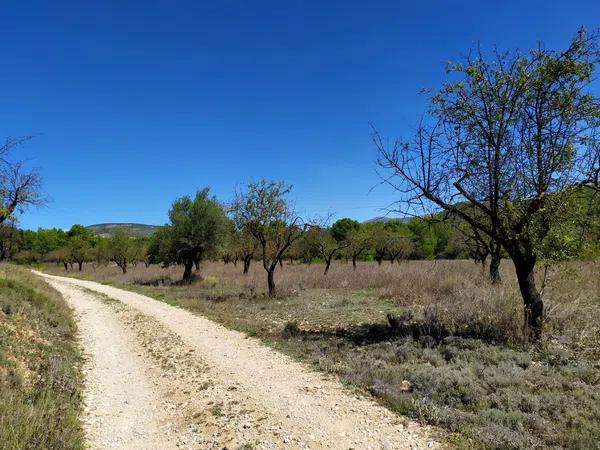 Terreno en Carrascal, 19