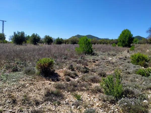 Terreno en Carrascal, 19