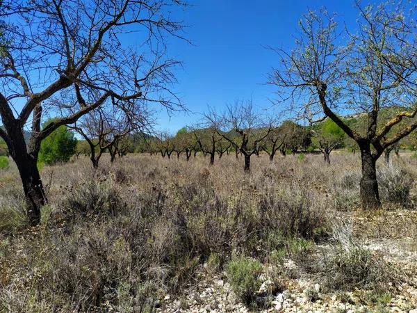 Terreno en Carrascal, 19