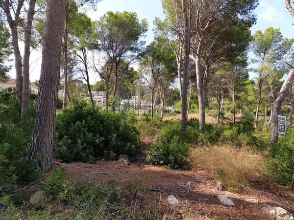 Terreno en calle de la Camamirla, 284