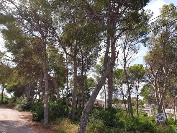 Terreno en calle de la Camamirla, 284