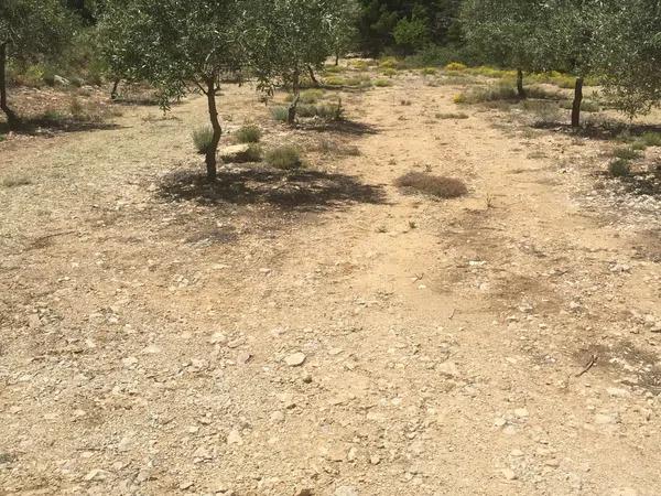 Terreno en carretera de Benifallim a torremanzanas, km 11