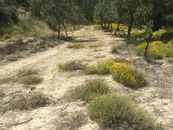 Terreno en carretera de Benifallim a torremanzanas, km 11