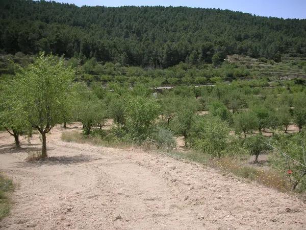 Terreno en carretera reyeu s/n