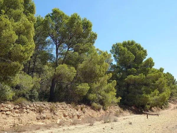 Terreno en Partida Tapiada Marraix, 30