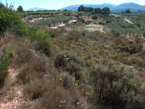 Terreno en camino de la Lloma, 4