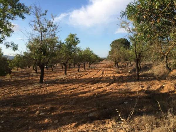 Terreno en el borrell