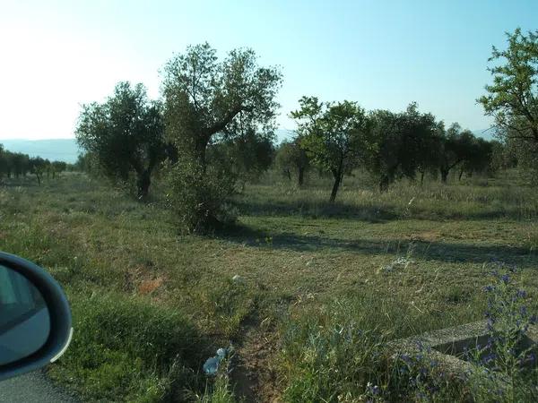 Terreno en la farola