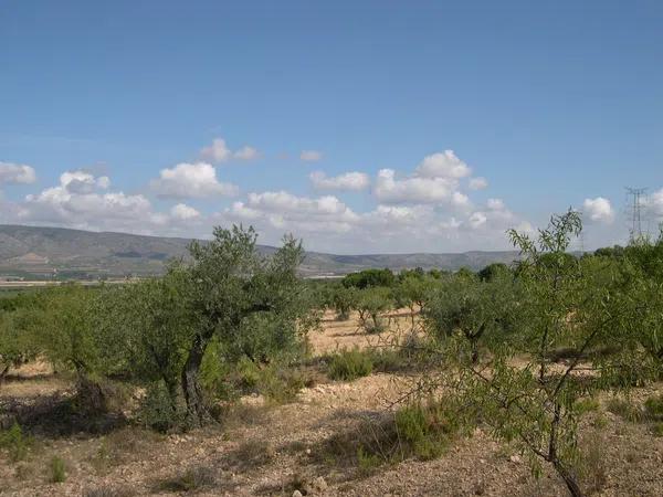 Terreno en carr.biar-bañeres km. 5,5 s/n