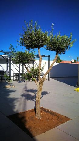 Casa independiente en avenida de Torrevieja, 1