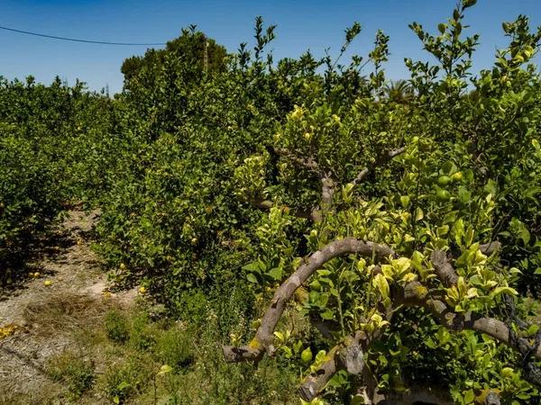 Terreno en Las Bayas-Asprillas