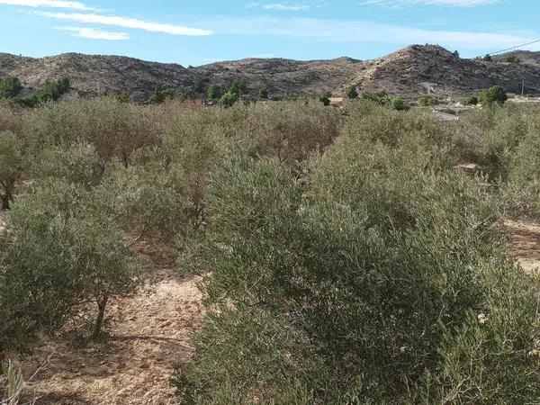 Terreno en Partida Vallongas