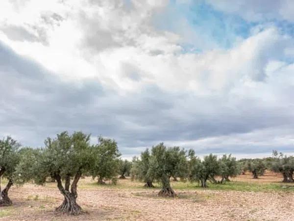 Terreno en Desamparados-Hurchillo-Torremendo