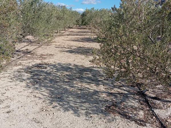 Terreno en La Galia-Bonavista