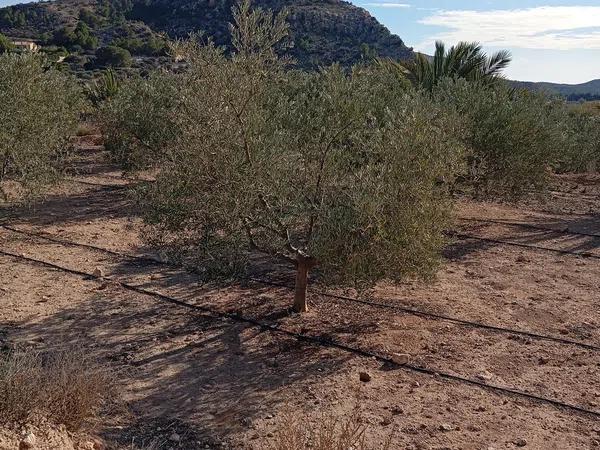 Terreno en La Galia-Bonavista