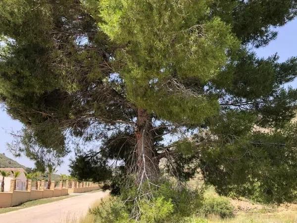 Terreno en Pedanías Oeste