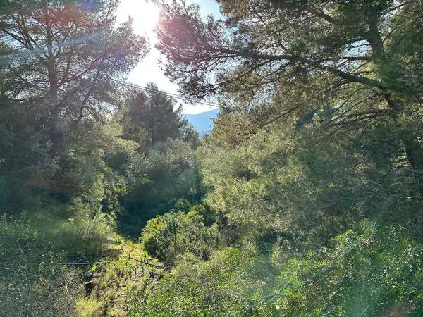 Terreno en Cometa-Carrió