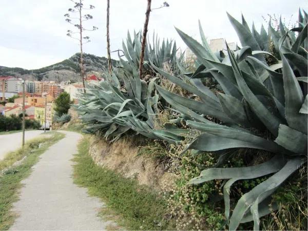 Terreno en Barri Zona Nord