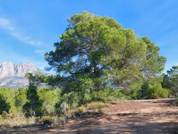 Terreno en Partida la Robella