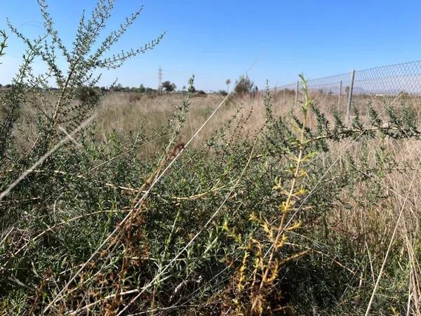 Terreno en Maitino-Perleta