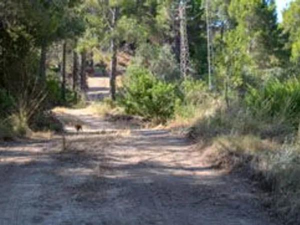 Terreno en calle Forat-paradiso, 8