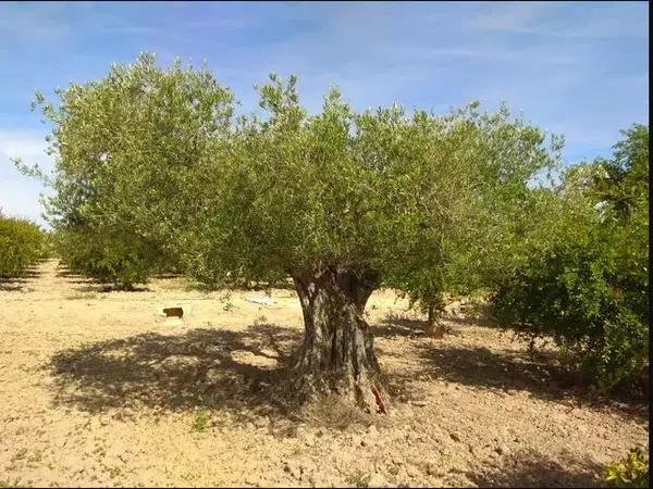 Terreno en Partida Valverde Bajo, 161