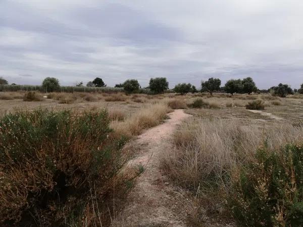 Terreno en La Huerta