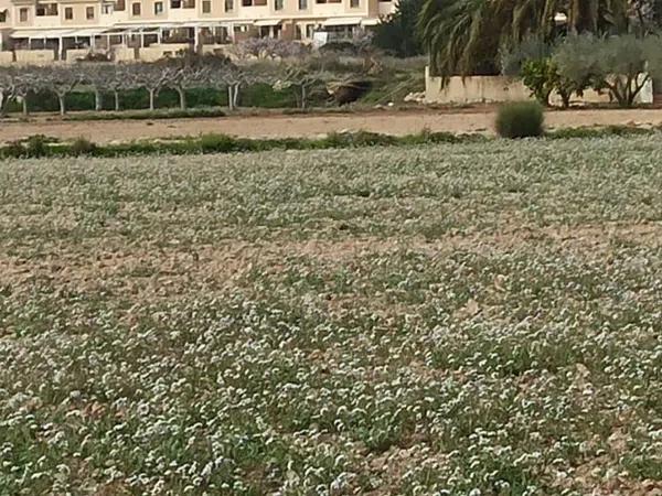 Terreno en Maitino-Perleta