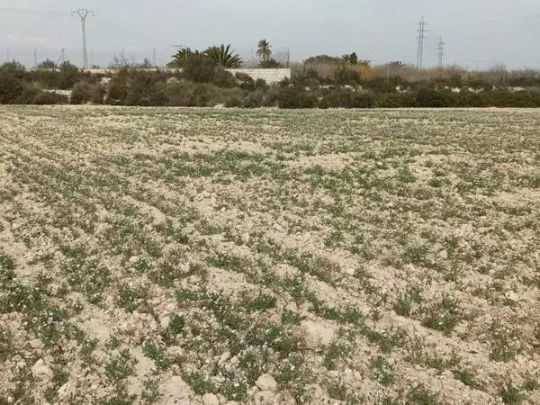 Terreno en Maitino-Perleta