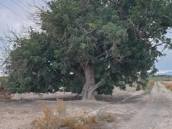 Terreno en La Marina